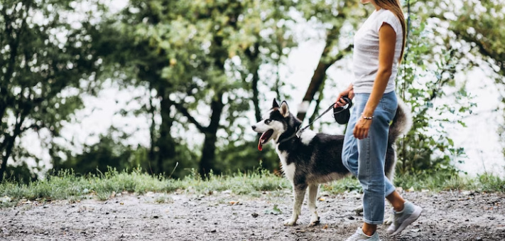 Book securely with Debbie The Dog Walker | fibodo